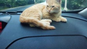Рыжая кошка на панели автомобиля