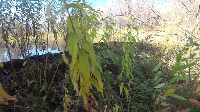 Плотина бобров смотреть онлайн