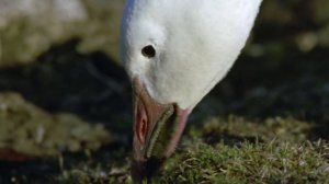 Арктические белые гуси.