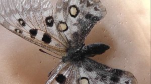 ИЗ МИРА: 62. Parnassius tianschanicus (аполлон тяньшанский)