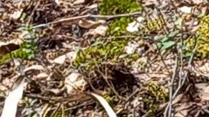 🐍 Подмосковные змеи начали готовиться к зимней спячке🐍