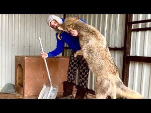 Волк Братиш в вольере , почему? Установили морозильную камеру. Волки рады появлению Андрея.