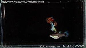 GUPPY RED MOSAIC PLATINUM BIG EAR - ГУППИ КРАСНАЯ МОЗАИКА