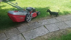 сражаемся с газонокосилкой))