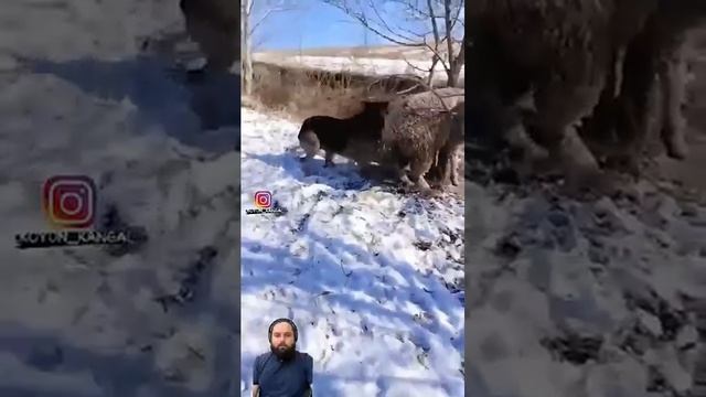 Собака спасает овец