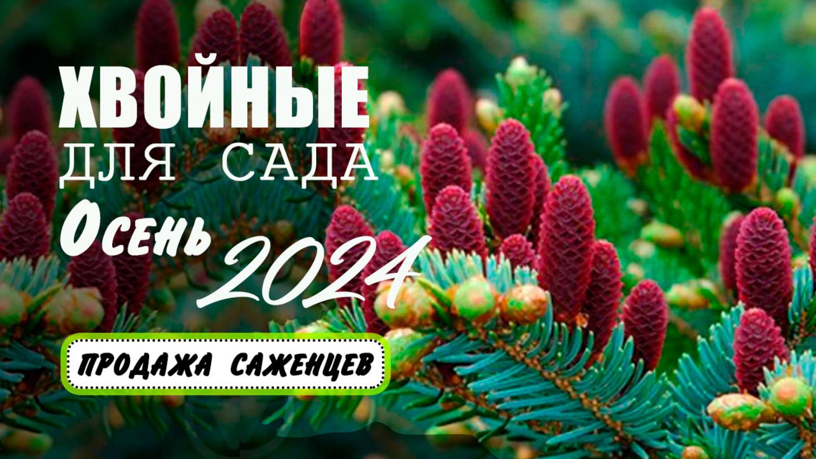 Хвойные растения для сада. Осень 2024. Продажа саженцев