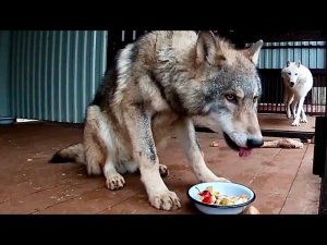 Якутский волчонок ХУЛИГАНИТ/ Овощи и фрукты в рацион волков/Naughty wolf cub, wolves eating fruit