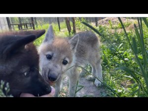 Адаптация полярного Волчонка. Канадский волк Акела пожадничал угощения. (Продолжение)