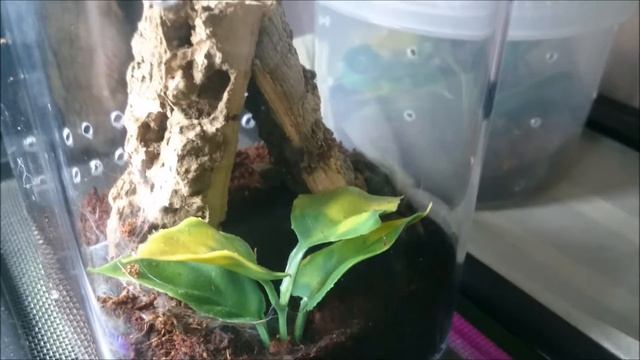 psalmopoeus cambridgei l5 hunting (псалмопеус кембридж охотится) смотреть онлайн