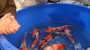 Галилео  Японская рыба кои