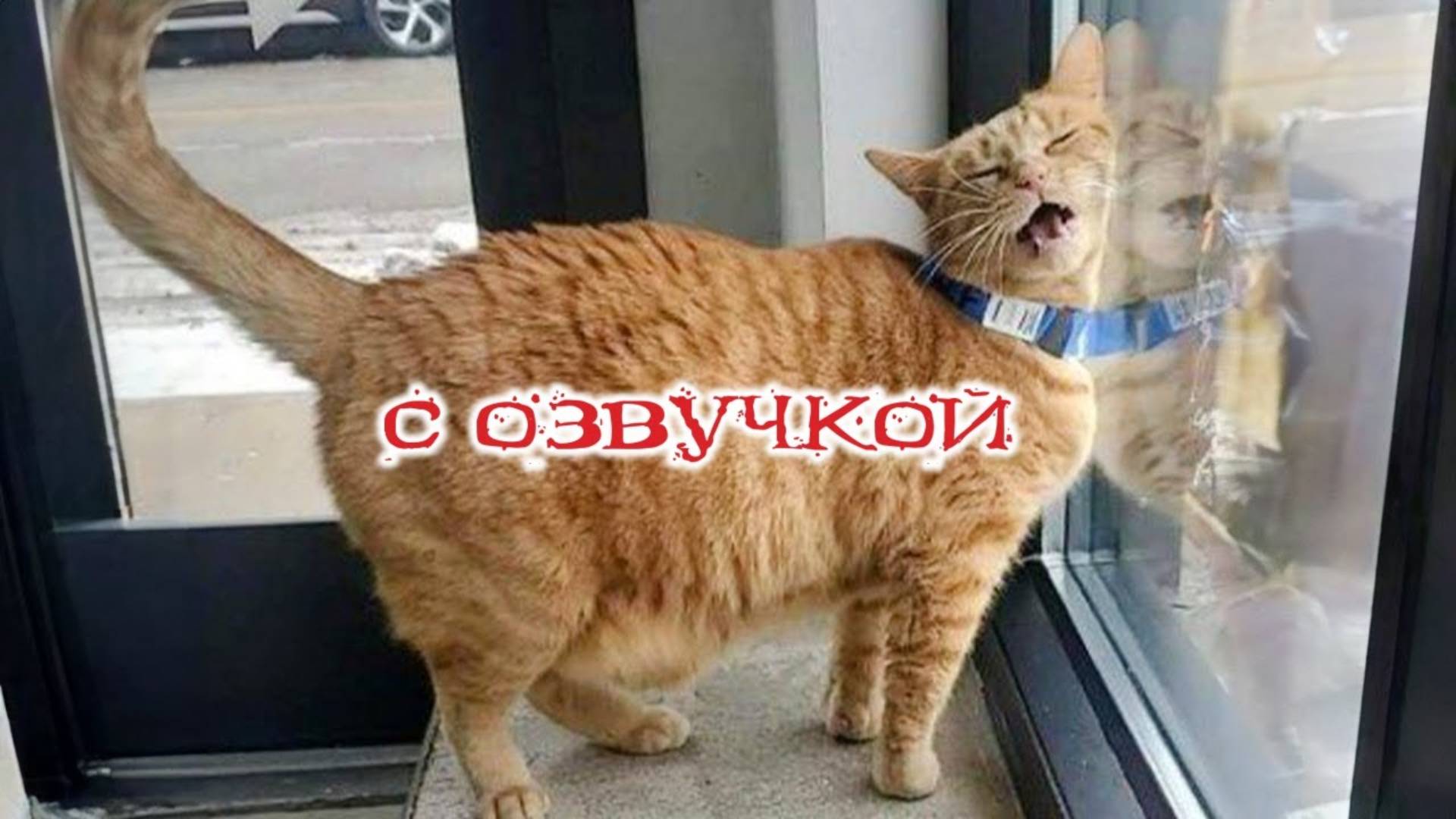 Приколы с котами! Смешные коты С ОЗВУЧКОЙ! Самые смешные животные! УГАР!