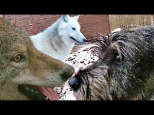 Самый громкий вой! Подключили воду. Волки принимают душ.