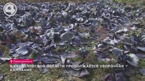 В Свердловской области продолжается уборочная кампания
