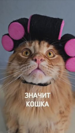 Запомните, а то забудете #животные #котики #юмор