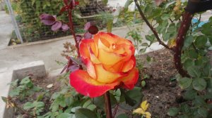 Роза "Высший свет" осенью.