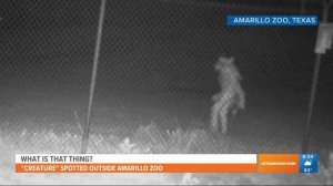 What is it? Texas zoo captures 'strange image' of an unidentified creature