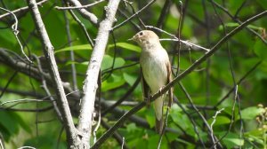 Песня соловья