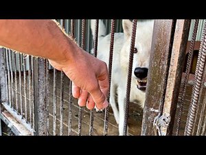 Арктическая Волчица Фурия совсем близко подошла ко мне. Волк Акела проводит время у Пруда.