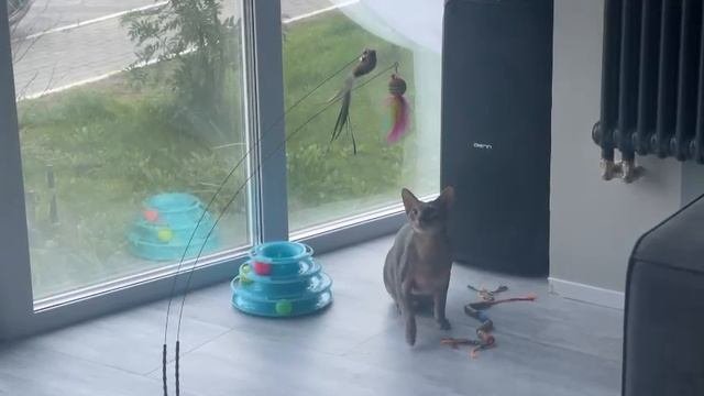 Игрушки у кота ))