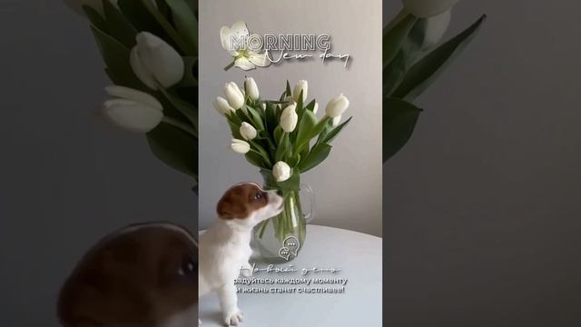 Букет тюльпанов