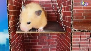 Хомяк ХОМА убегает из лабиринта Истории о хомячке Хоме