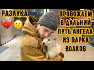 Провожаем в дальний путь Ангела, из парка Волков. Все Волки и гибриды наблюдают за работой мужиков.