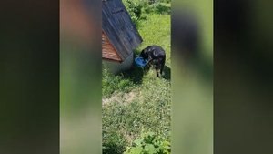 ротвейлер принеси пиво.mp4