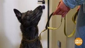 Собака, идем гулять! Только без спешки... Доброе утро. Фрагмент выпуска от 30.09.2024