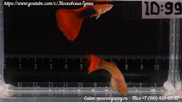 HALF BLACK RED GUPPY / ГУППИ БЕРЛИНЦЫ – ЧЕМПИОНЫ МИРА 2021 года