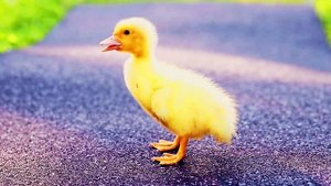 UNIROLL - резиновые садовые дорожки ищите на маркетплейсах