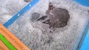 Галилео  Крупнейший рыбный рынок в мире