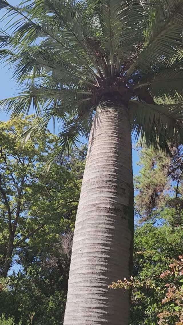 Юбея Чилийская - Сочинский Дендрарий