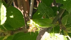 Оса  отнимет хавчик у кузнеца )))