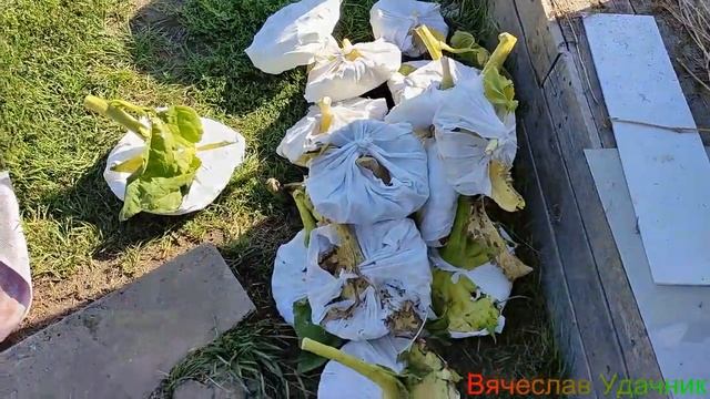 Как быстро и легко достать семечки из подсолнечника!