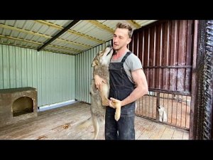 Жёсткие игры Волка Братиша оставили небольшие последствия. Волк Акела воспитывает Волэнда Луию.