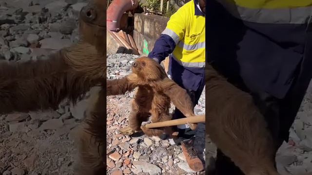 Зверёк, схватившись за лопату, буквально улетает в стиле «Гарри Поттера».