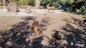 У нас в селе травят животных! На участке очень не хватает зелени.