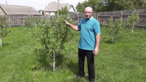 Как ухаживать за саженцами яблони - садовник с 20-им стажем