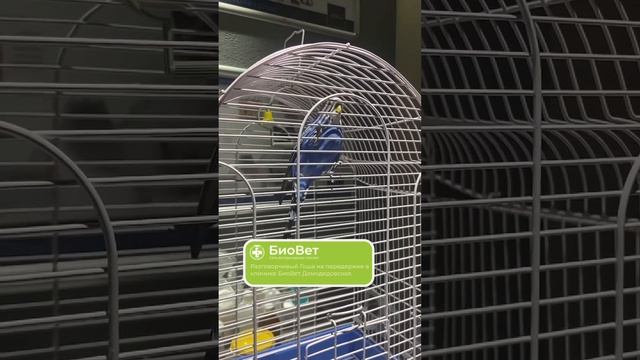 Разговорчивый Гоша на передержке в клинике БиоВет Домодедовская.