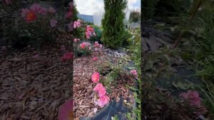 [КРАПИВА ВДОХНОВЛЯЕТ] Обзор сада Натальи Вербицкой