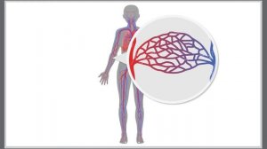 Система кровообращения. Биология 9 класс. Анатомия.