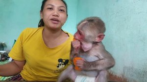 Baby monkey Bob has recovered and has eaten more