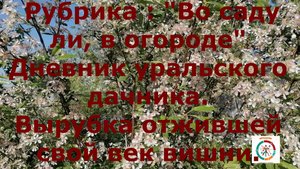 Вырубка старой и вымерзшей вишни. Уральский садовод.