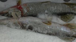 Рыбалка на Щуку в декабре 2023г