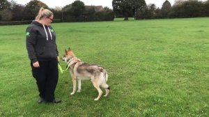 TEACHING A WOLF TO RELAX AROUND STRESSFUL SITUATIONS