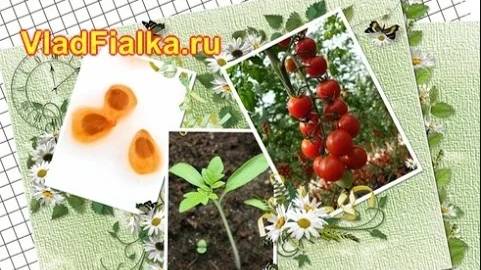 Как вырастить помидор