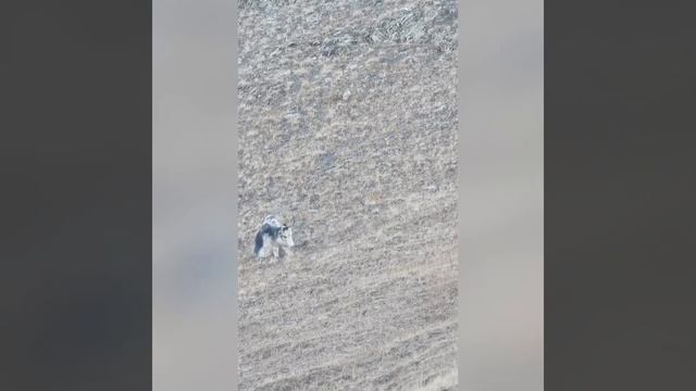 Охота на яка в Северной Осетии. Yak hunting in North Ossetia.