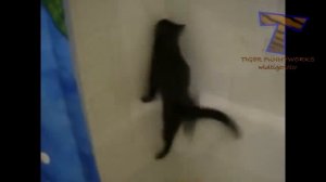 Cats just don't want to bathe - Funny cat bathing compilation