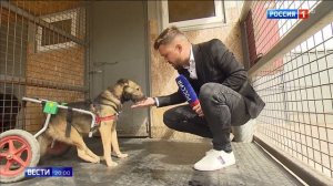 Наказывать владельцев за самовыгул собак и повысить штраф многократно