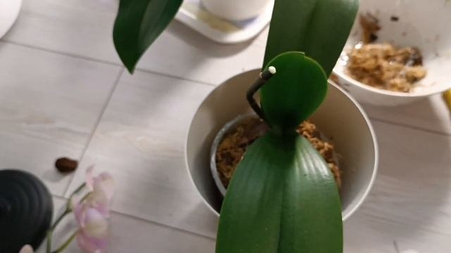 Облагораживаю орхидеи мхом/Полив/Опрыскивание 💦🌸🤗